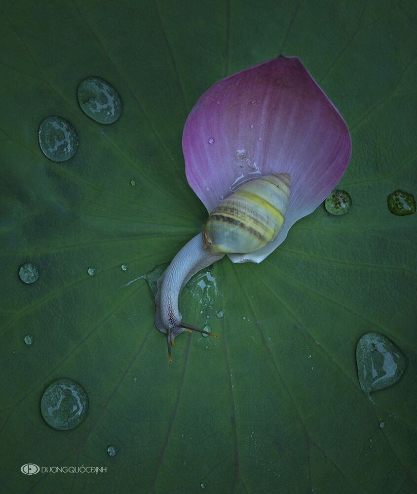 DQD nature 26