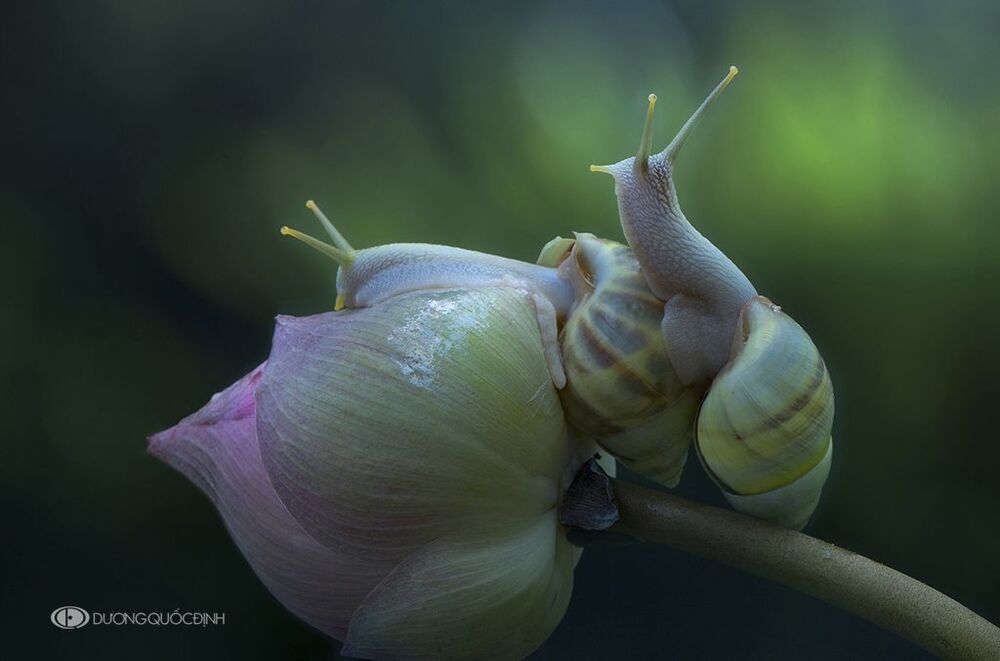 DQD nature 28