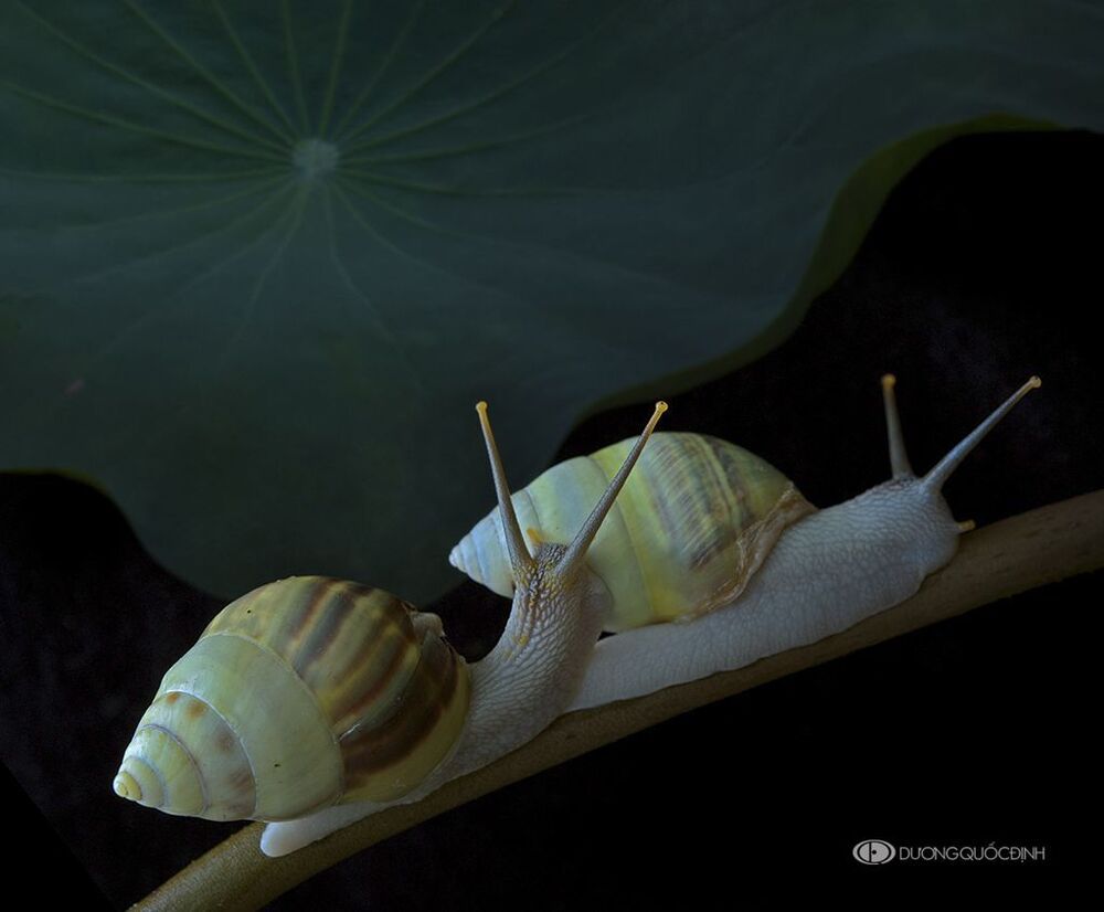 DQD nature 29