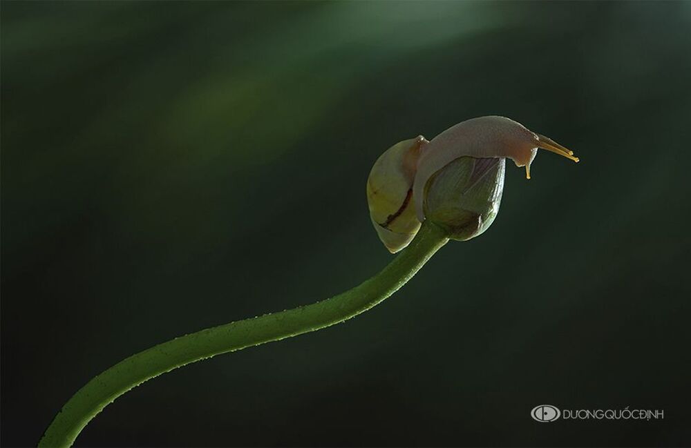 DQD nature 31