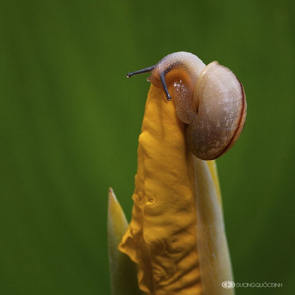 DQD nature 37