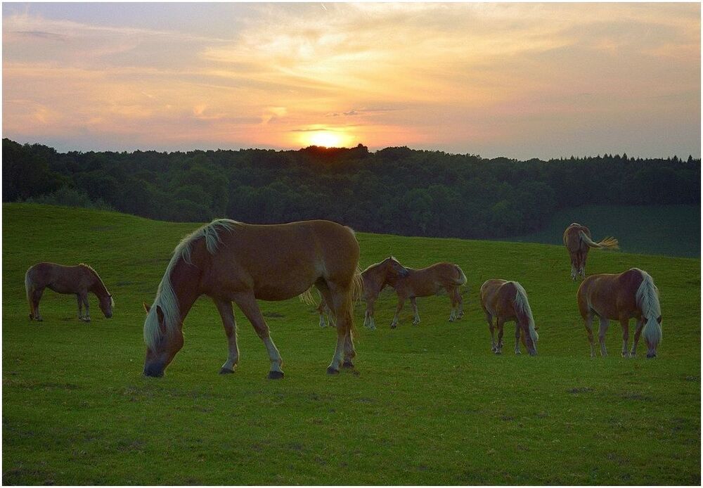 Horses in the evening light.