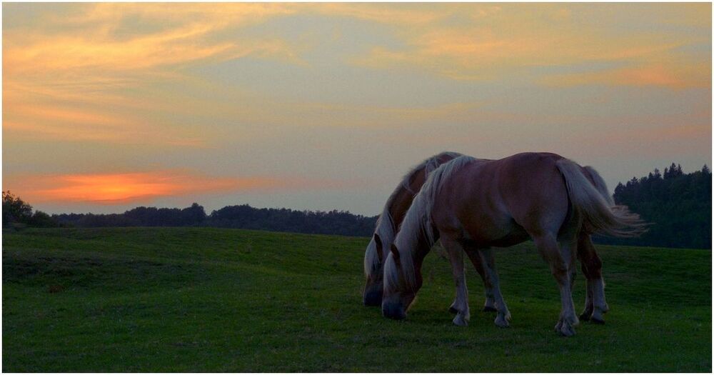 Horses in the evening light.