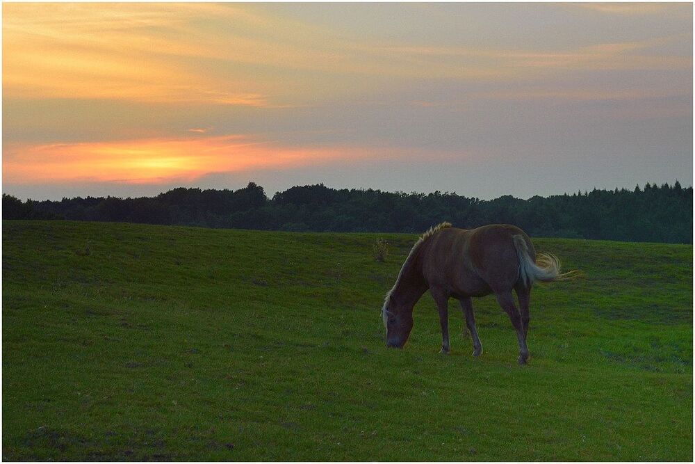 Horses in the evening light.