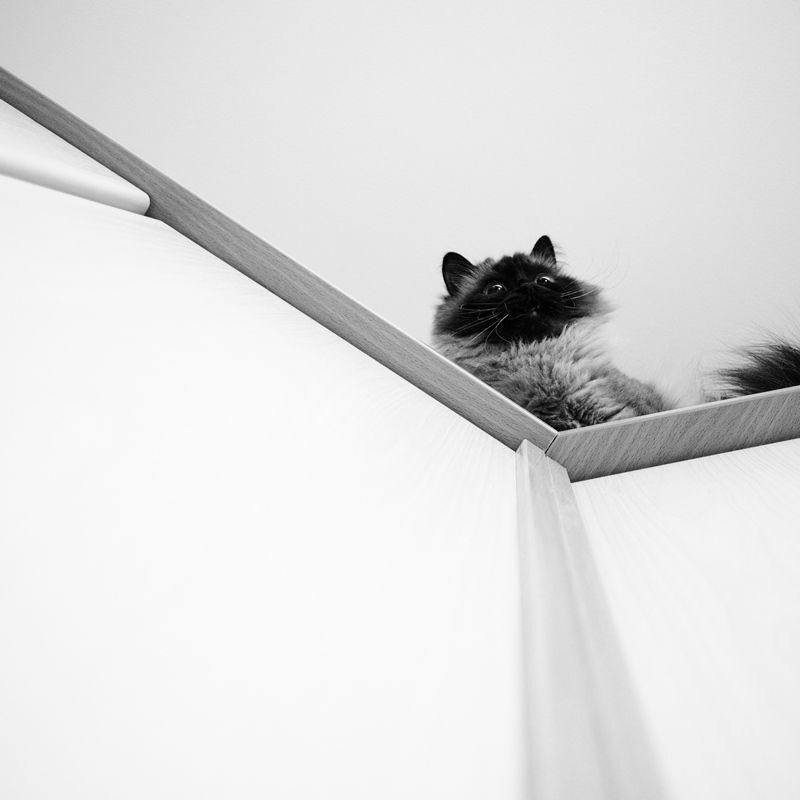 Я_кот