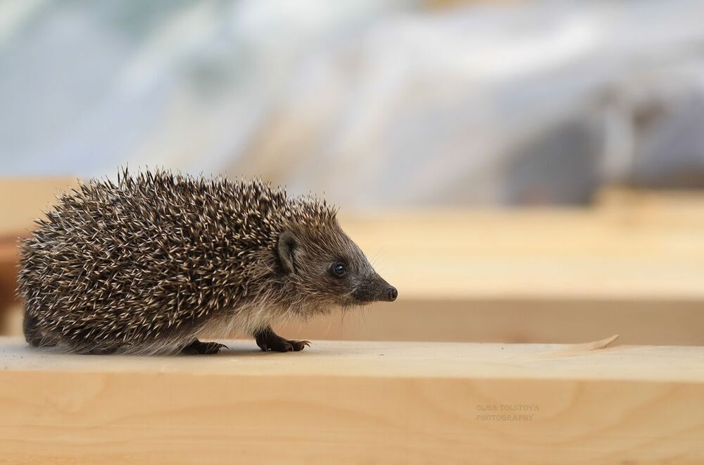 Photo 436015