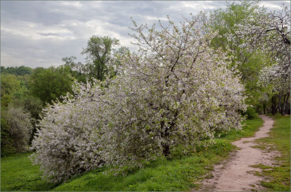 Вишни в Дьяково.