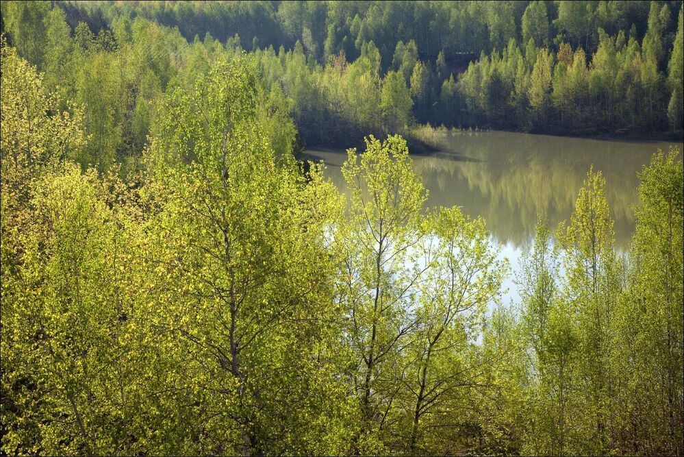 Молодая зелень.