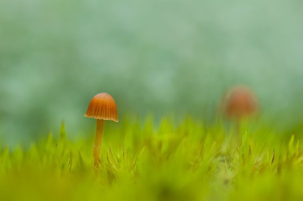 5.... но зато отлично подходят для фотосессии :)...