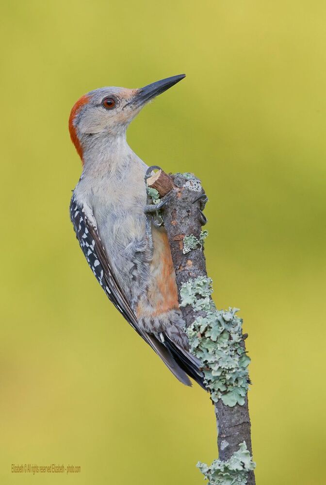 Дятлы и их Молодняк - Каролинский меланерпес (Red-bellied Woodpecker)