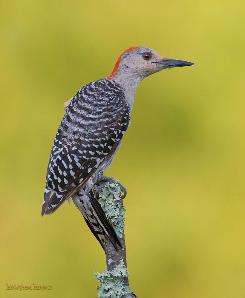 Дятлы и их Молодняк - Каролинский меланерпес (Red-bellied Woodpecker)