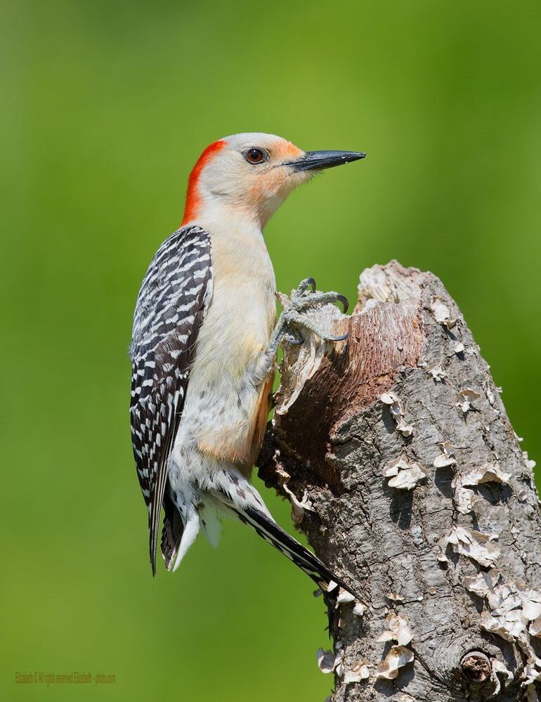 Дятлы и их Молодняк - Каролинский меланерпес (Red-bellied Woodpecker)