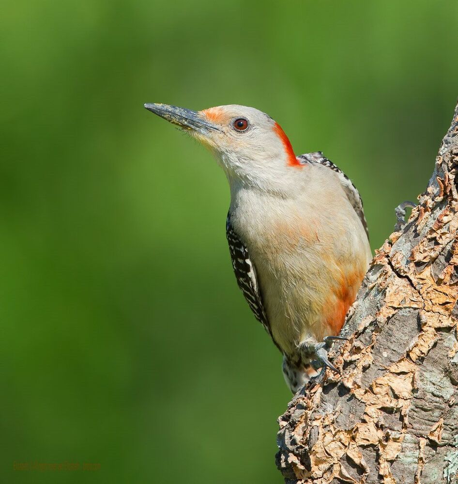Дятлы и их Молодняк - Каролинский меланерпес (Red-bellied Woodpecker)