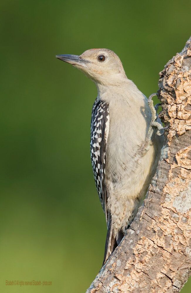 Дятлы и их Молодняк - Каролинский меланерпес (Red-bellied Woodpecker)