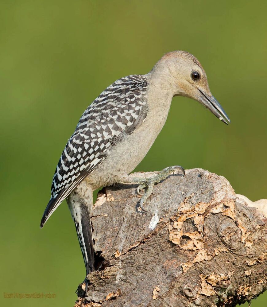 Дятлы и их Молодняк - Каролинский меланерпес (Red-bellied Woodpecker)