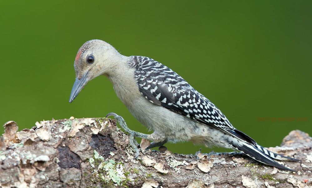 Дятлы и их Молодняк - Каролинский меланерпес (Red-bellied Woodpecker)