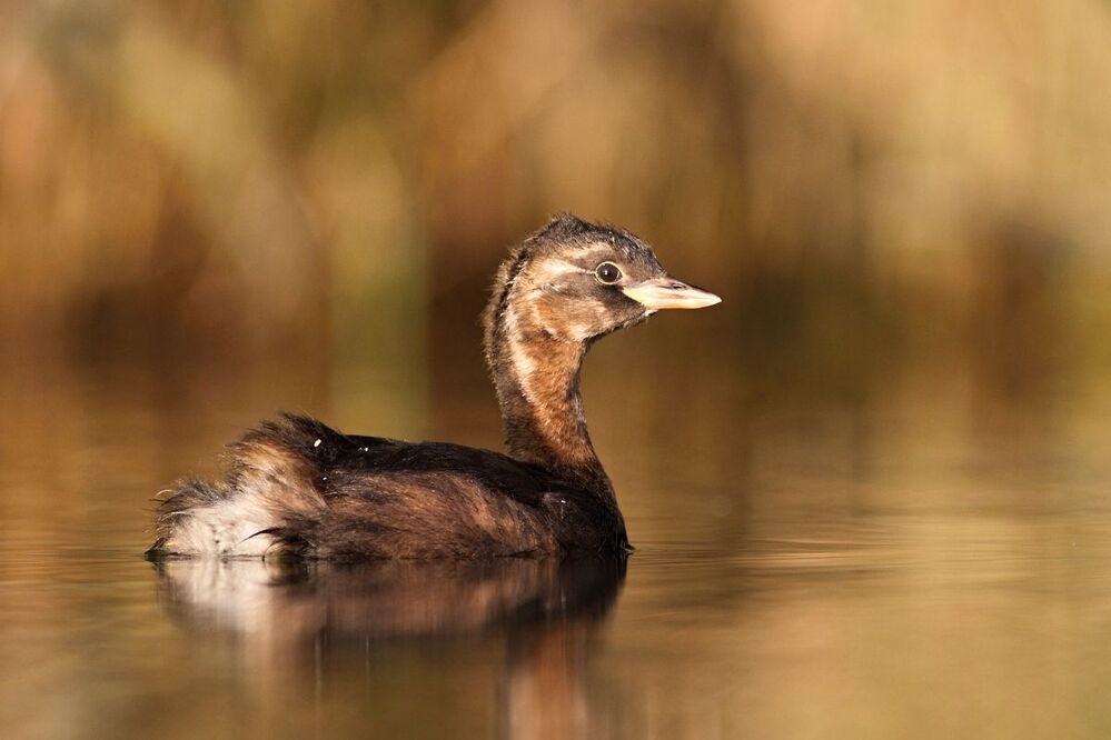 Tachybaptus ruficollis