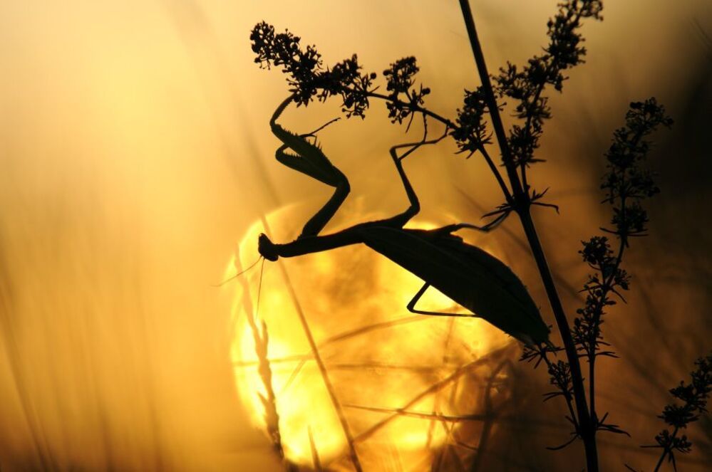 Sunrises and sunset.