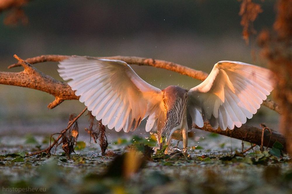 Жёлтая цапля (Ardeola ralloides)
