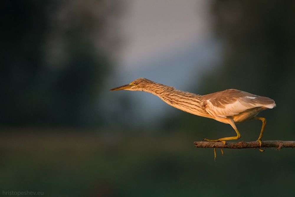 Жёлтая цапля (Ardeola ralloides)