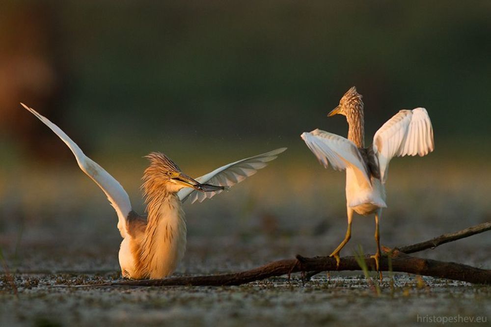Жёлтая цапля (Ardeola ralloides)