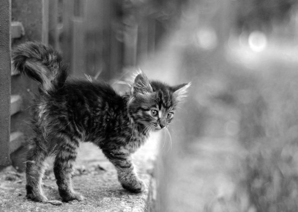 Photo 44476