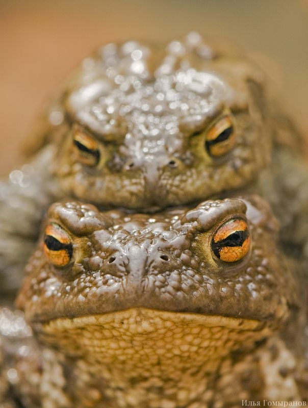 Серые жабы (Bufo bufo)
