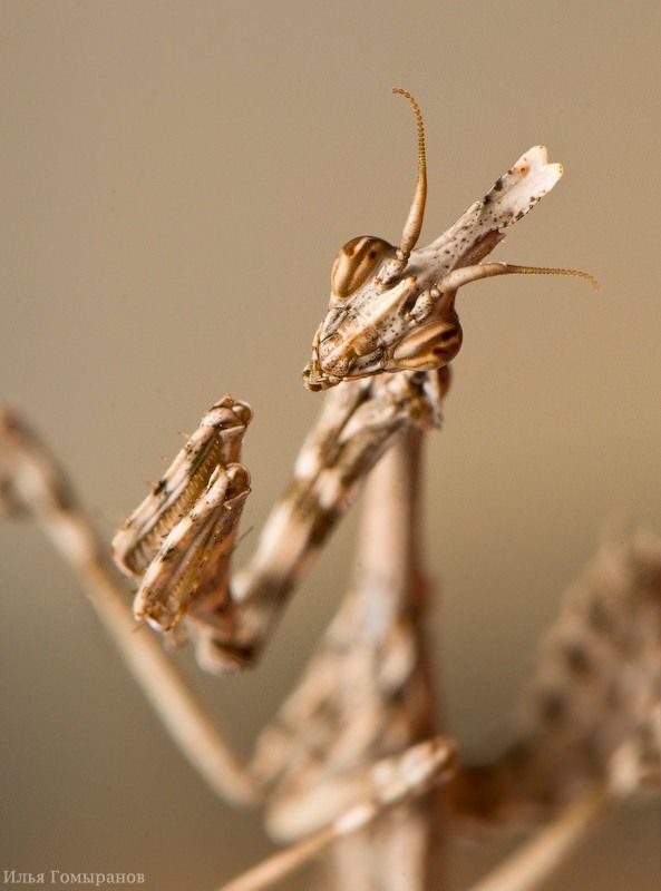 Эмпуза полосатая (Empusa fasciata)