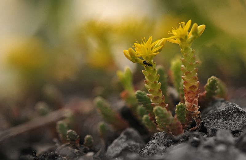 Очиток едкий (Sedum acre).
Многолетнее травянистое растение семейства толстянковых (Crassulaceae), высотой до 15 см, с тонким разветвленным, ползучим корневищем и плотными листьями, покрытыми плотной оболочкой. Цветки золотисто-желтые, пятилепестковые (в форме пятиконечных звездочек). Распространен в европейской части СНГ, на Кавказе и в Западной Сибири. Растет на сухих песчаных, каменистых, слабо задернованных почвах, известняковых скалах, открытых склонах холмов, прибрежных песках, суходольных лугах, в светлых лесах. Активно используется в медицине. Растение ядовито!