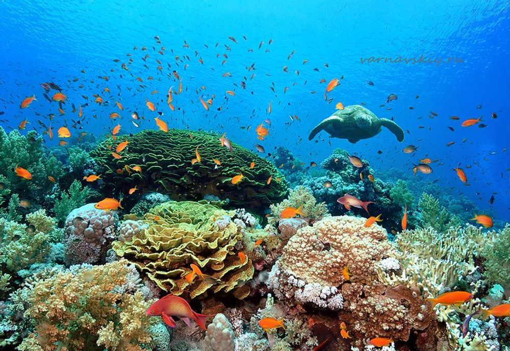 Пейзажи красного моря