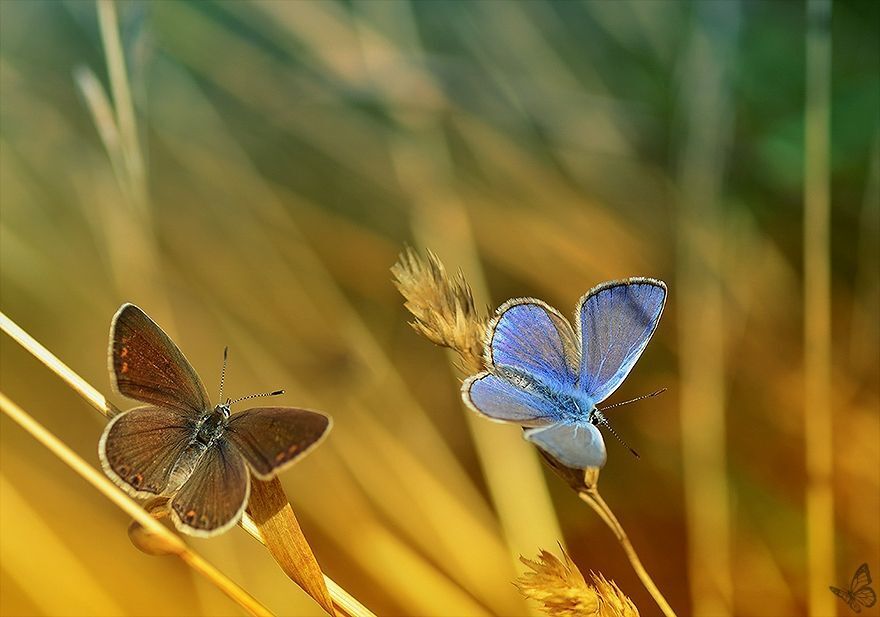 Nature