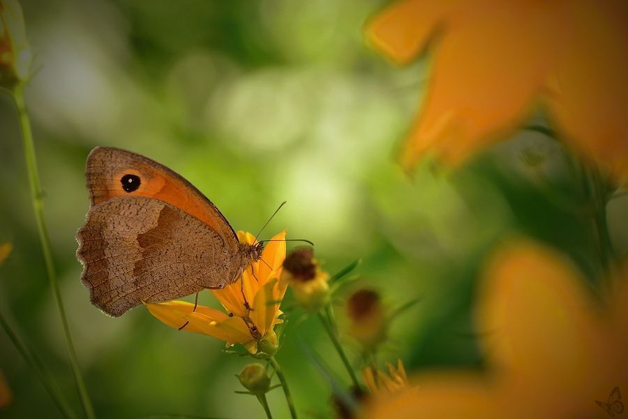 Nature