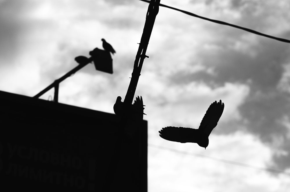 Birds of my city