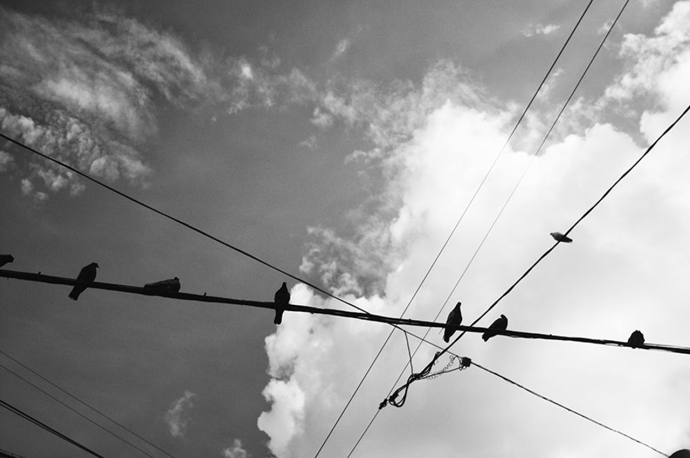 Birds of my city