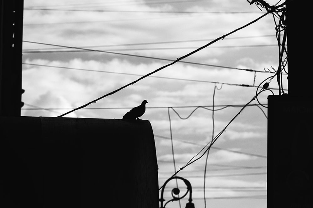 Birds of my city