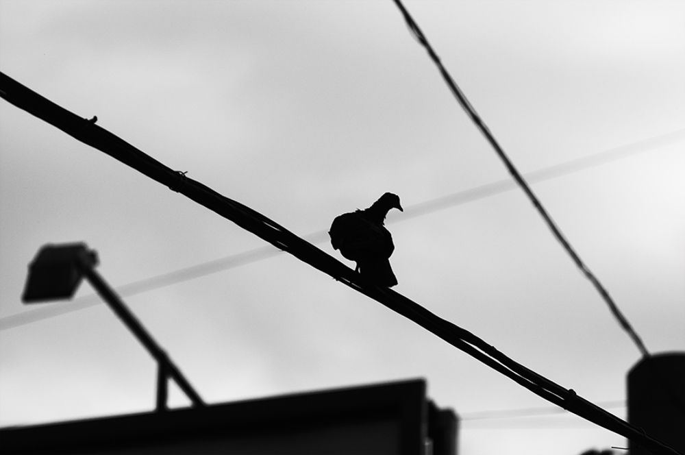 Birds of my city