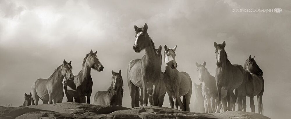 DQD Animals 017