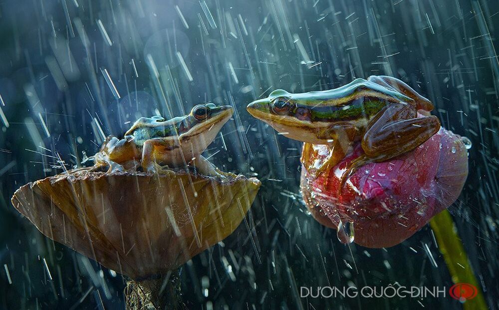 DQD Animals 019