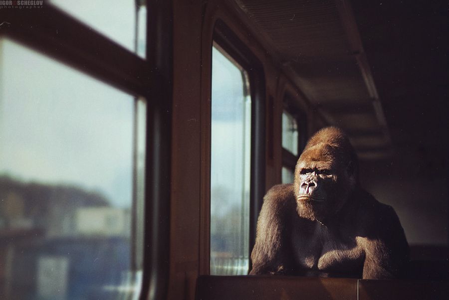---