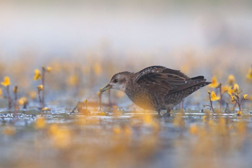 Little Crake (Porzana parva)