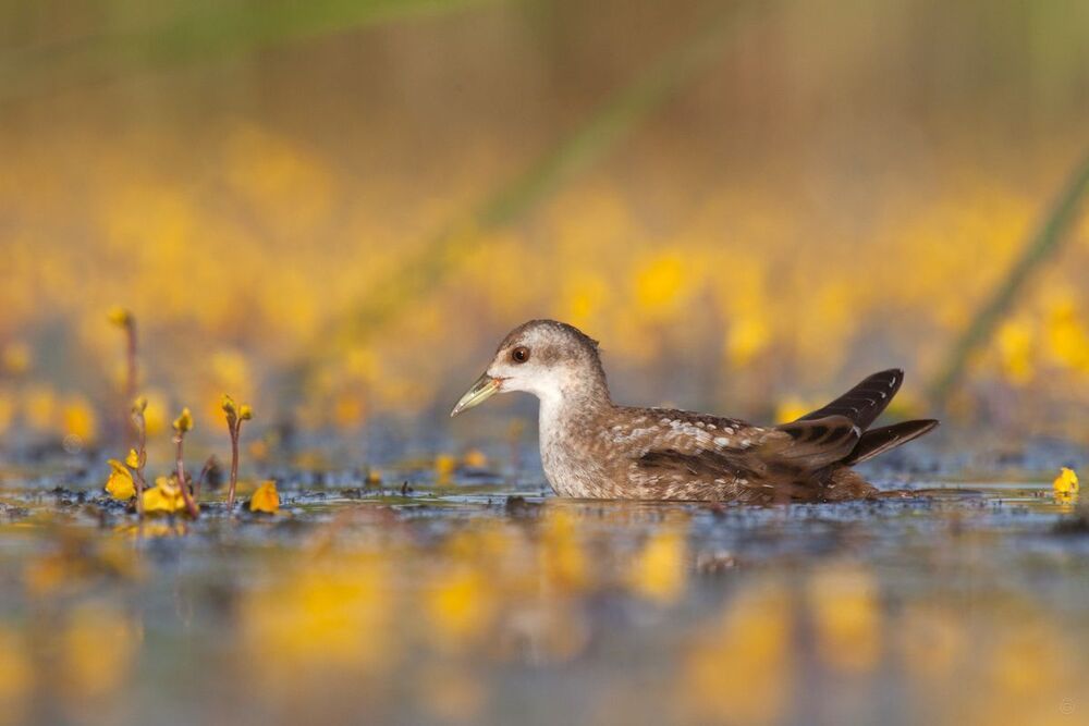 Little Crake (Porzana parva)
