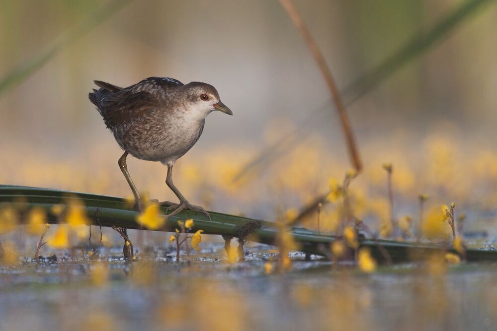 Little Crake (Porzana parva)