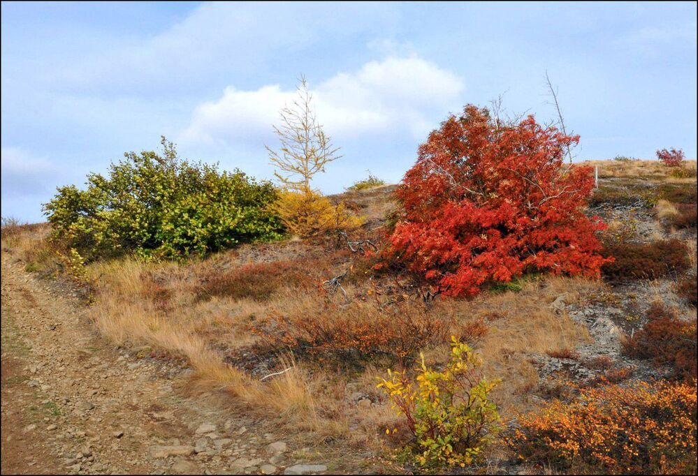 Осенние краски Таймыра