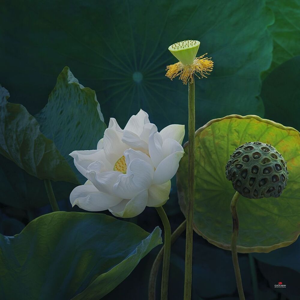 DQD Lotus 001