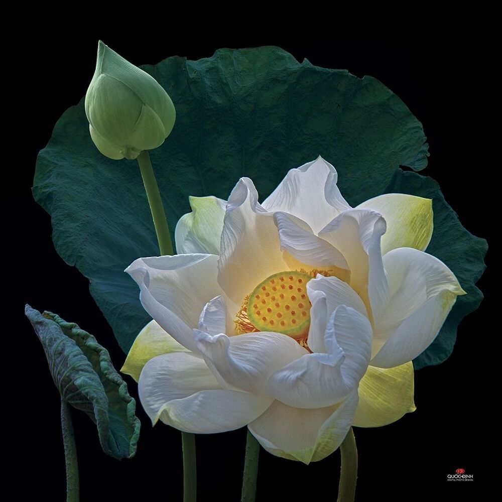 DQD Lotus 002