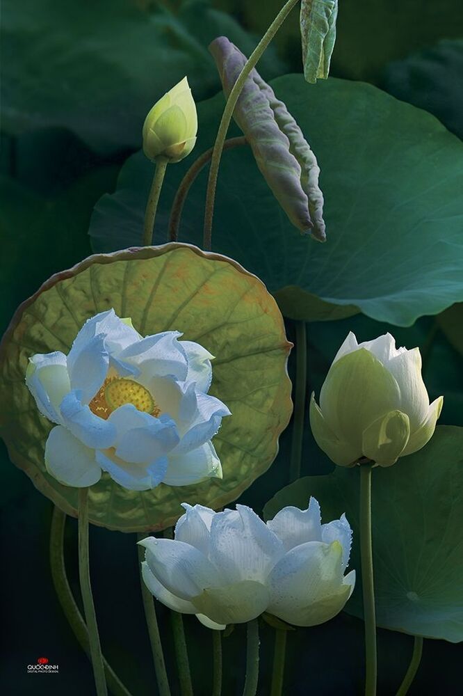 DQD Lotus 003