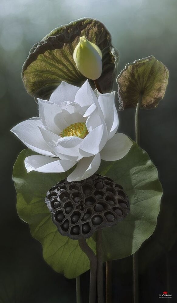 DQD Lotus 004