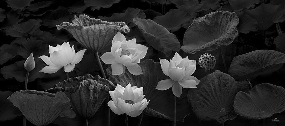 DQD Lotus 005