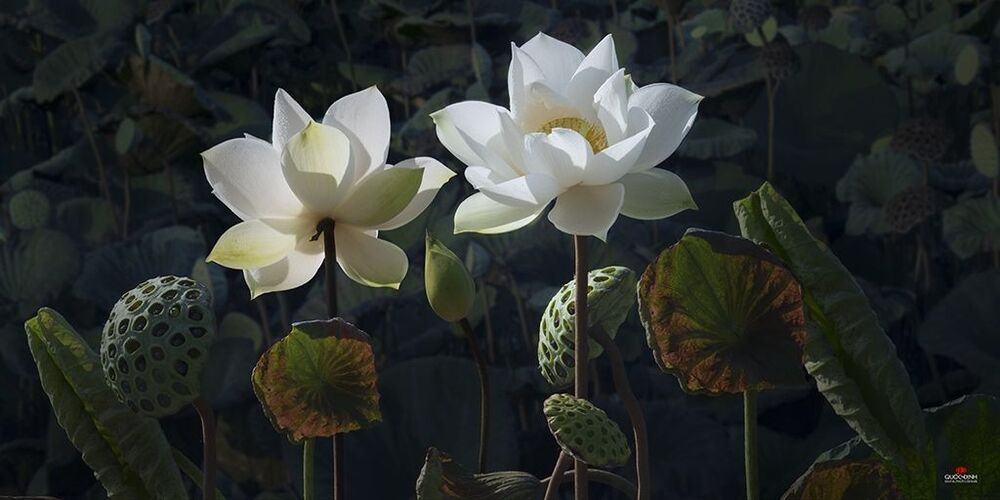 DQD Lotus 006