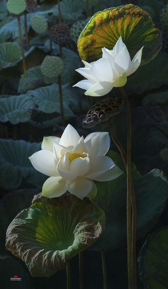 DQD Lotus 007